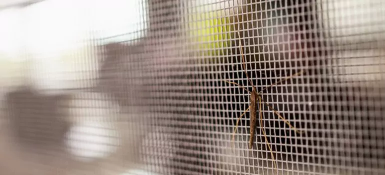 Repair Mosquito Mesh For Windows in Seminole, FL